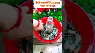 চিংড়ি মাছ পলিথিনে #shorts #shortvideo #short #tips #tipsandtricks #foryou