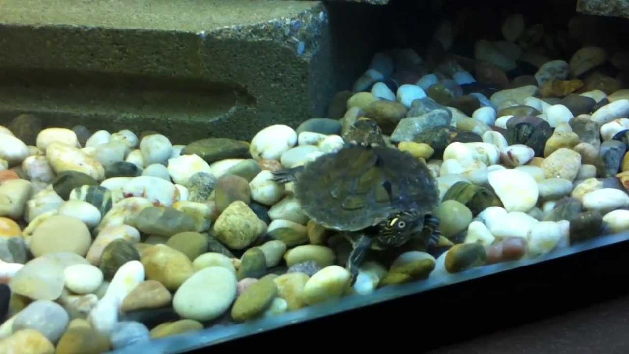 Pretty turtles in 100 gallons tank! YouTube