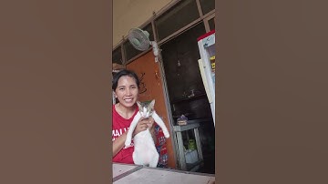 Thumbnail of little baby #oldies #song #vintage #suscribeformore #cat #imut #kucing #kucinglucu #singer #pets