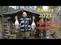 Весенняя Охота 2021г.Охота на ГУСЯ и СЕЛЕЗНЯ 1часть