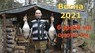 Весенняя Охота 2021г.Охота на ГУСЯ и СЕЛЕЗНЯ 1часть