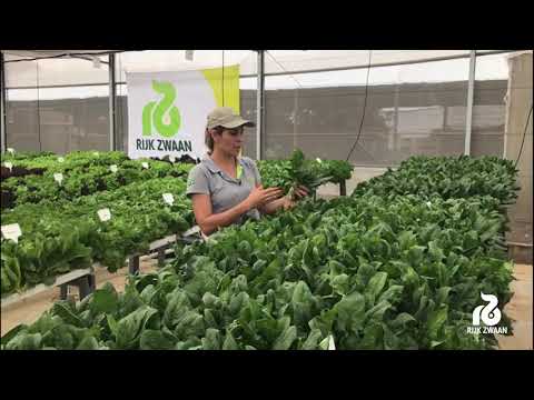 Vídeo: Espinafre Hidropônico Interior - Como você cultiva espinafre hidropônico