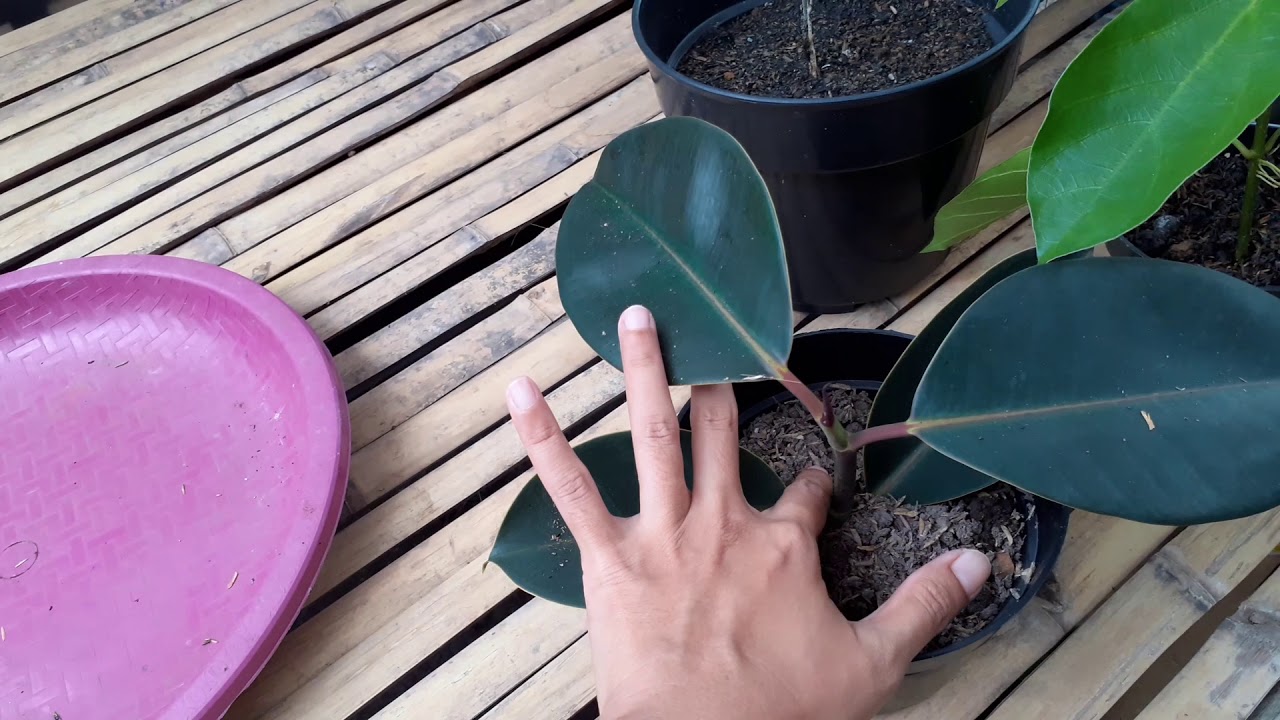 Cara Budidaya Tanaman Hias Monstera 
