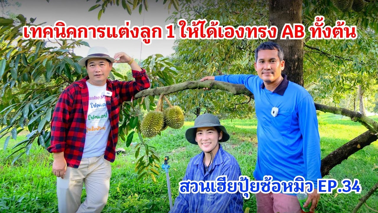 #กวินบินได้ EP.570 เทคนิคการแต่งลูก 1 ให้ได้เองทรง AB ทั้งต้น #สวนเฮียปุ้ยซ้อหมิว EP.34
