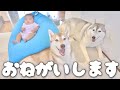 I Left My Baby Who Was Having Trouble Sleeping With A Husky Lol