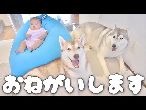 もんちゃんです！ もんちゃんっていうよ。 - YouTube