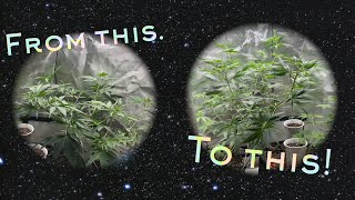Growing Cannabis in a closet with Grow Dots & Blumats! Flipping to flower!