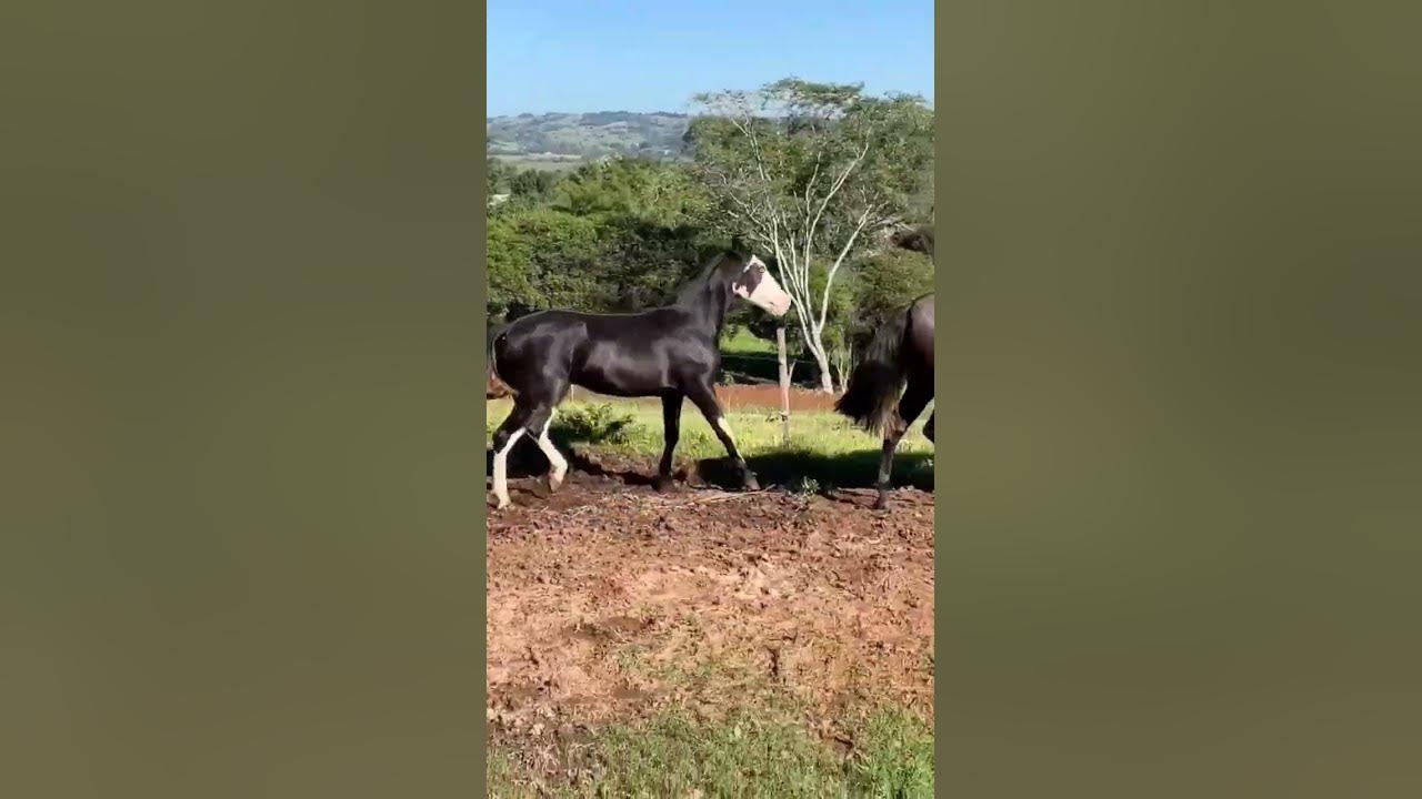 Cavalo Crioulo no Pantanal Matogrossense 