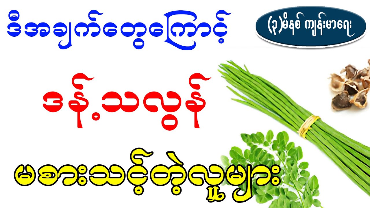 ဒန်သလွန်သီးစားမယ်ဆိုလျှင် မဖြစ်မနေသိထားရမည့်အချက်များ၊ HEALTH BENEFIT OF DRUMSTICK  TREE