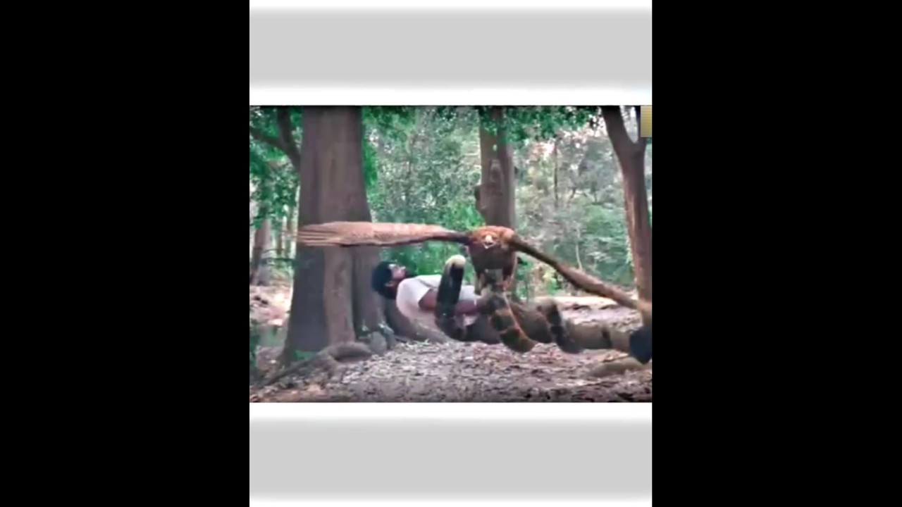 snake attack bird save the boy 