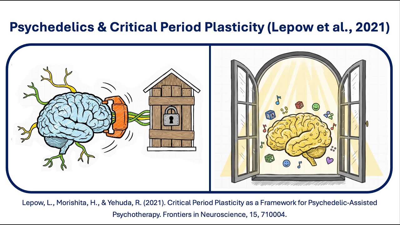 Psychedelics and Critical Period Plasticity (Lepow et al., 2021) - YouTube