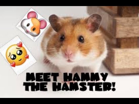 Meet Hammy The Hamster   YouTube