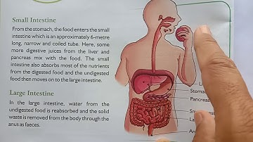 Digestive System.Class-4th. Part-2//NCERT// By Sunil.Naik