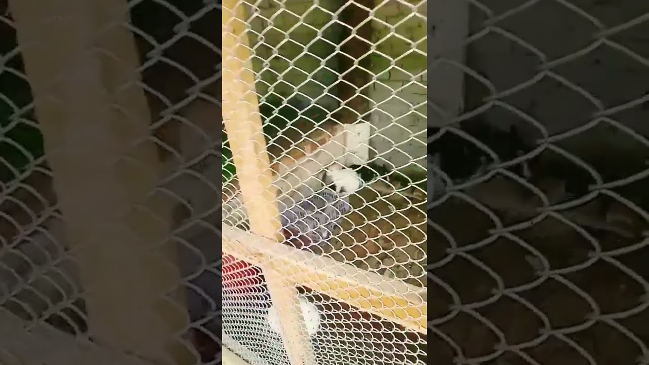 কিভাবে বুঝবেন আল্লাহ তায়ালা প্রচন্দ ভালোবাসেন?