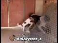 It’s A Dog Eat Dog World 🐕- Funny Animal VoiceOvers | @Rickyross_a