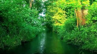 Зеленая река в Солнечном лесу, пение птиц и шум воды, спокойные звуки природы для сна и отдыха
