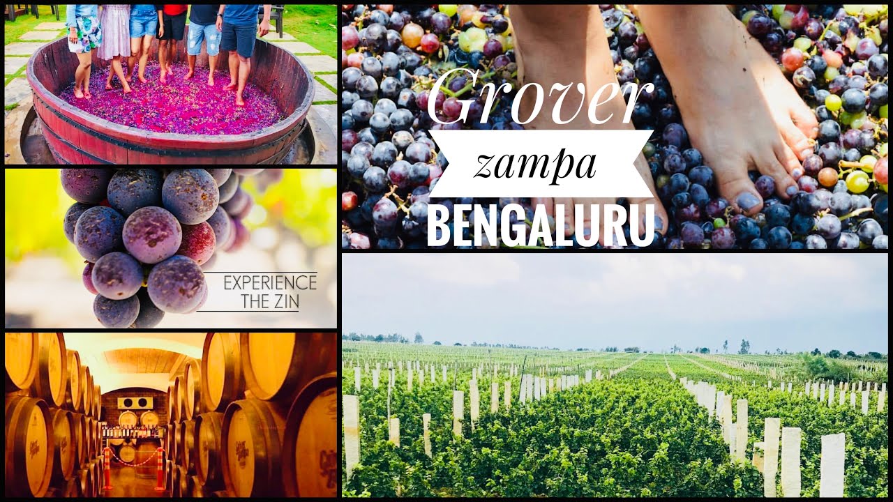 Grover Zampa winery vineyard at Bengaluru winery at Bangalore