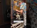 Spaniel X Pug clipping short #spaniel #spaniels #doggrooming