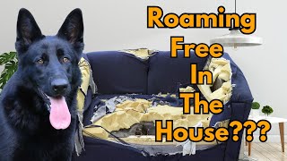 The Right Time to Allow your Dog Free Reign in the House... by German Shepherd Man Official Channel 1,545 views 1 month ago 2 minutes, 12 seconds