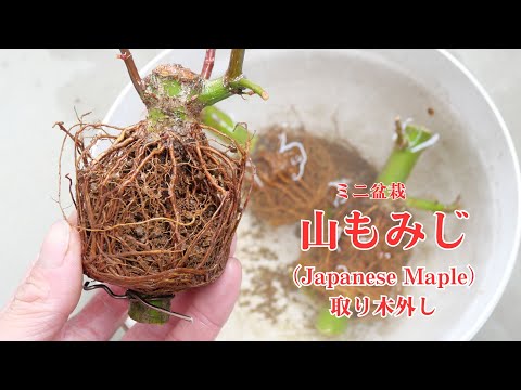 山もみじの取り木外し ミニ盆栽の素材作り Japanese maple #12 - YouTube