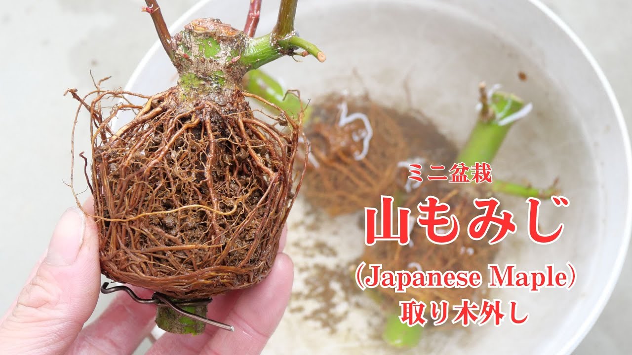 山もみじの取り木外し　ミニ盆栽の素材作り　Japanese maple　#12