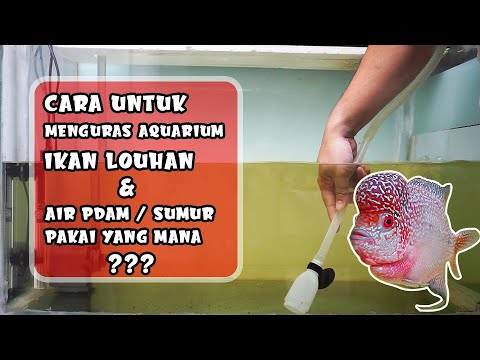 Menguras Air Aquarium Ikan Louhan - Air PDAM atau Air Sumur