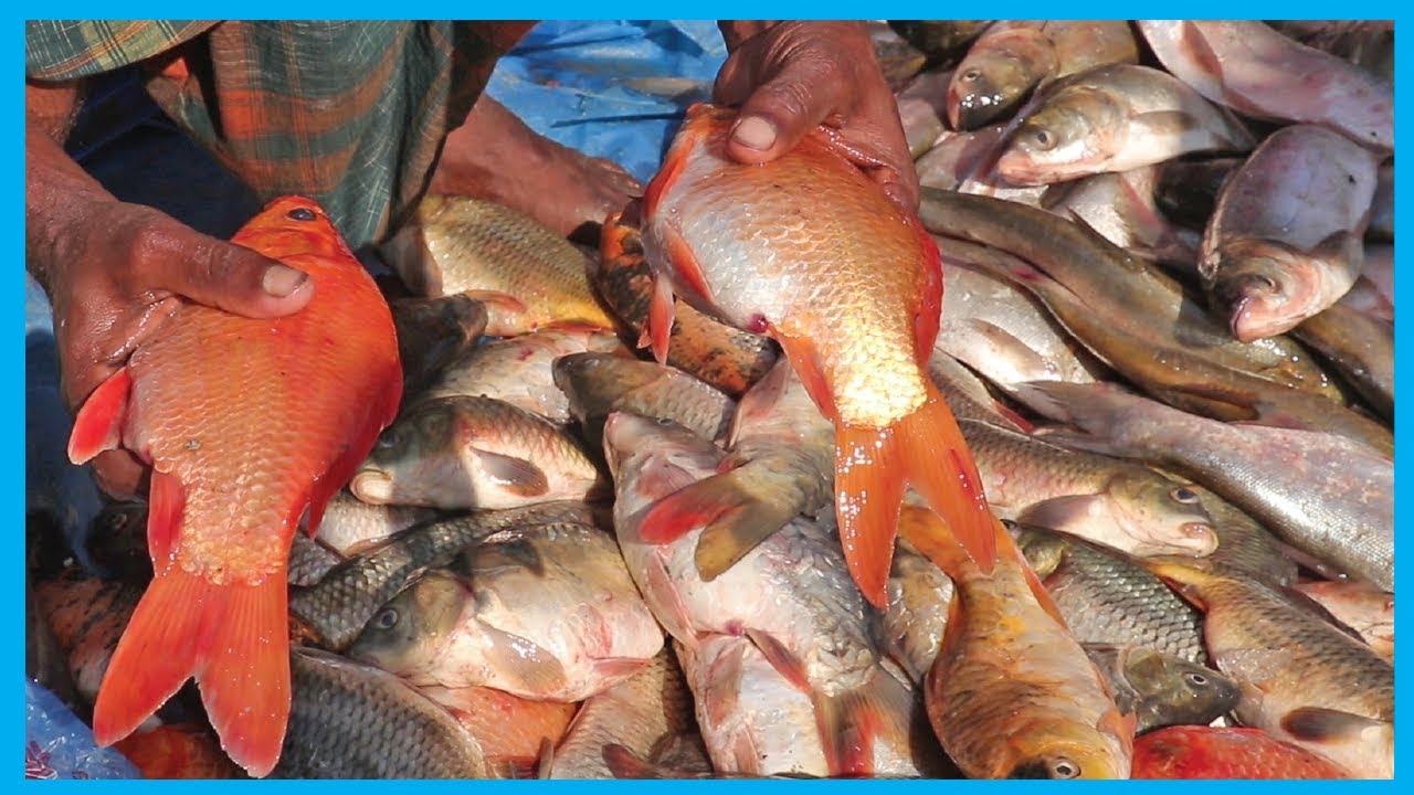 Exclusive Fresh Fish Market Near Me Fish Corn YouTube