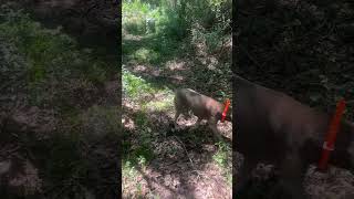 The Unexpected Joy of Walking Labradors Free!