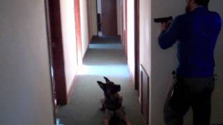 Canine Tactical Building Search or Home Protection Movement