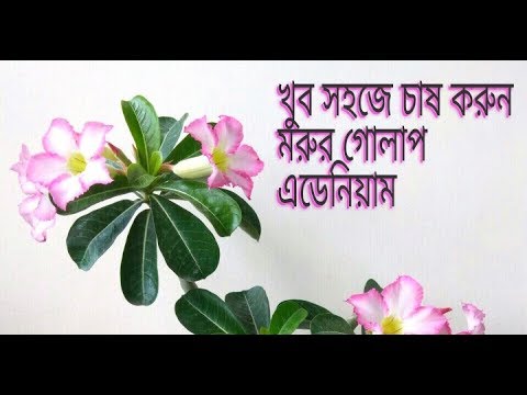 Video: Lumalagong Adenium Mula Sa Mga Binhi: Paano Mapalago Ang Adenium Sa Bahay? Pagtanim Ng Mga Binhi At Pag-aalaga Pagkatapos