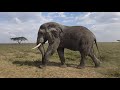 Beautiful Elephant passing by the car