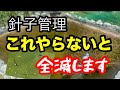 針子飼育!ここが一番大事なところ!【メダカ】