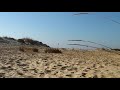 Silvestrismo En Lepe (Las Arenas) 6 ( capturas de jilgueros)