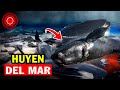 Impactante, Mira como estas ballenas huyen del mar en Nueva Zelanda