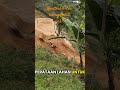 konsts Vila lereng Bukit part6 gelar balok kayu #seputarbangunan #irliva #vilalerengbukit#senior