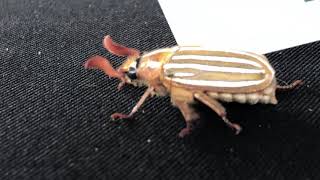 Hissing 10 Lined Striped June Beetle Won’t Get Off My Car!