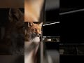 Fox using Blender concept to life.