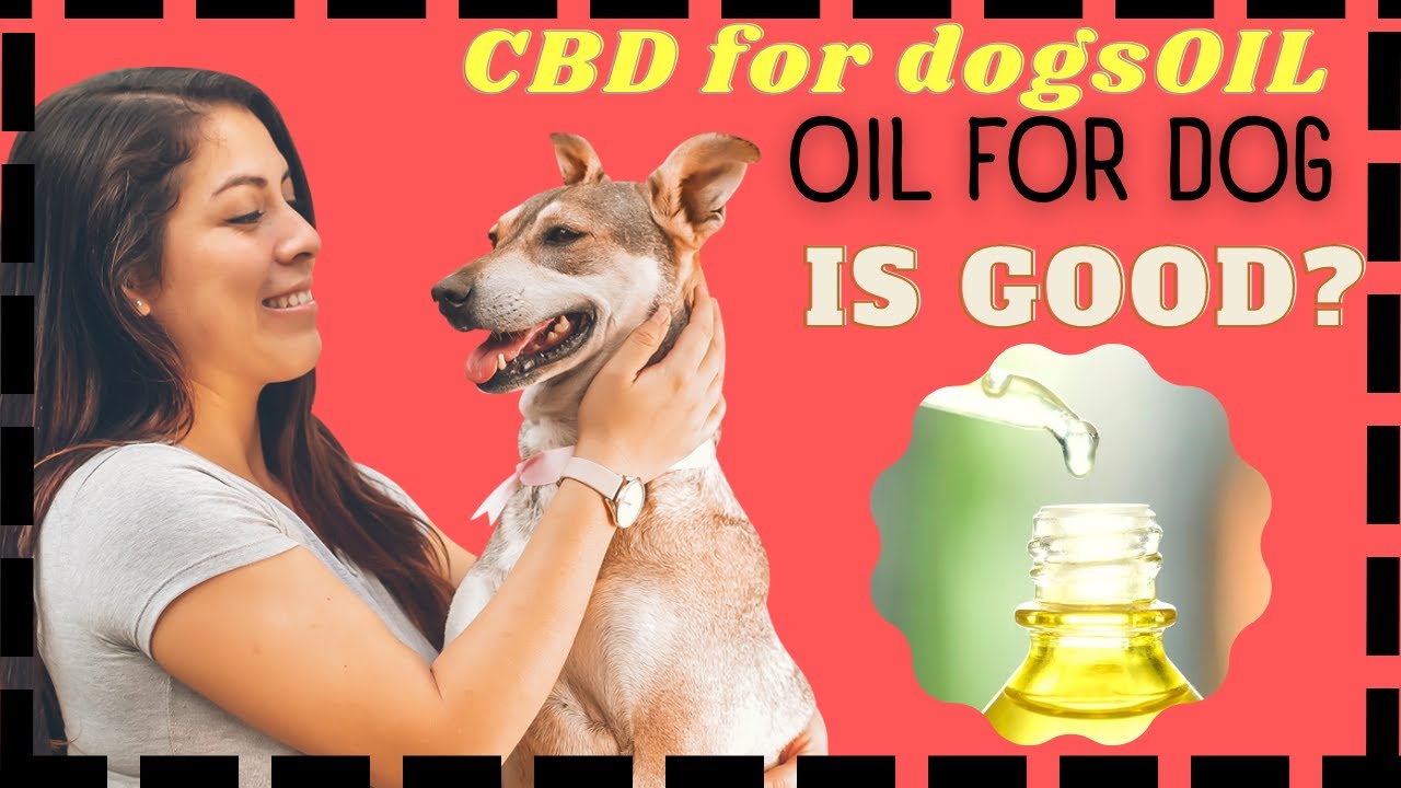 ⭐ THE BEST CBD OIL FOR DOG Where to buy the best cbd oil for dogs