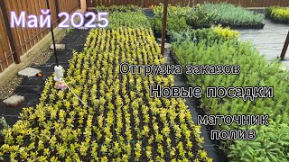 видео: Обзор питомника. Май 2025 картинка: Обзор питомника. Май 2025