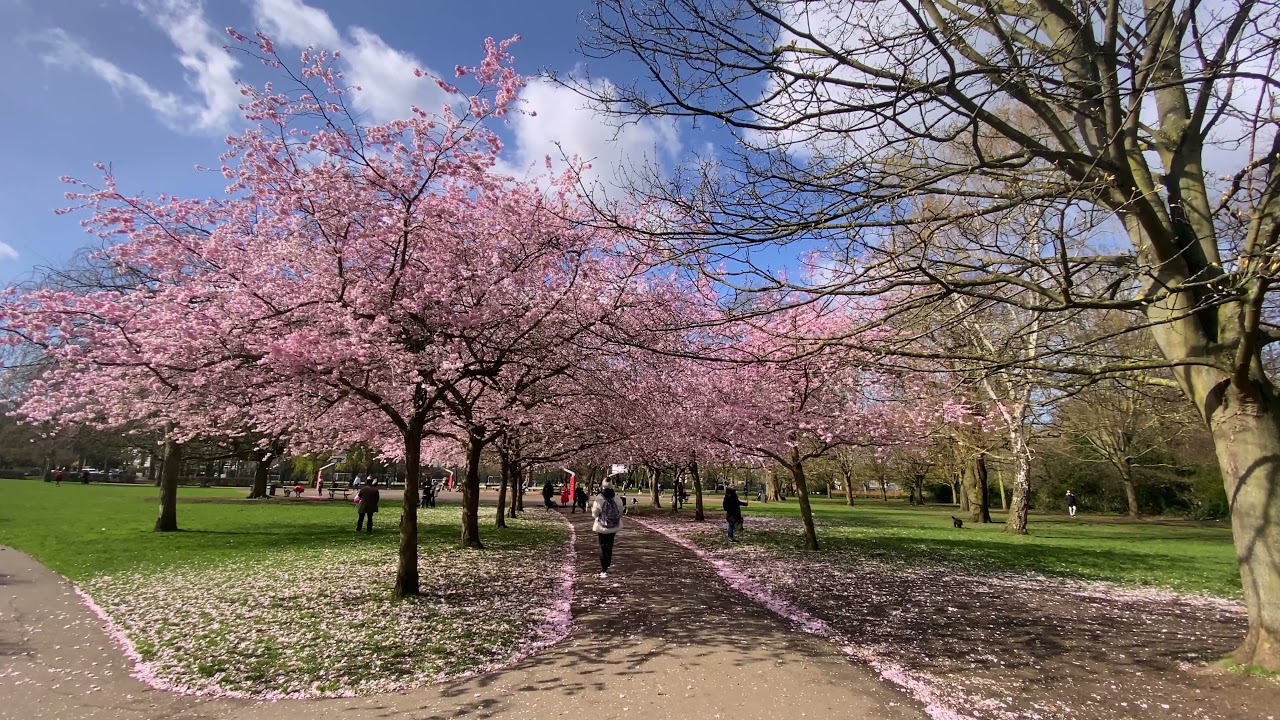 Cherry blossom in London 2021,Where you can see cherry blossom in