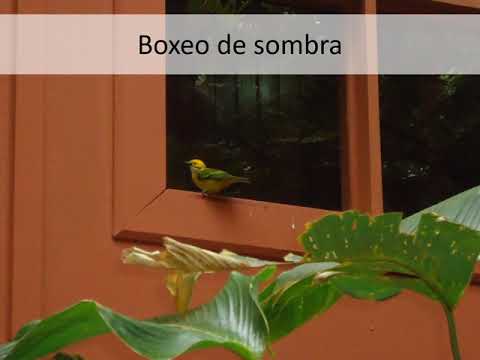 Video: Malos Augurios: El Pájaro Golpea La Ventana Con El Pico