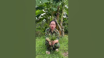 Tóc rụng nhiều  , nang tóc yếu thì mọi người dùng phương pháp từ thảo dược nó sẽ hết ngay  #video