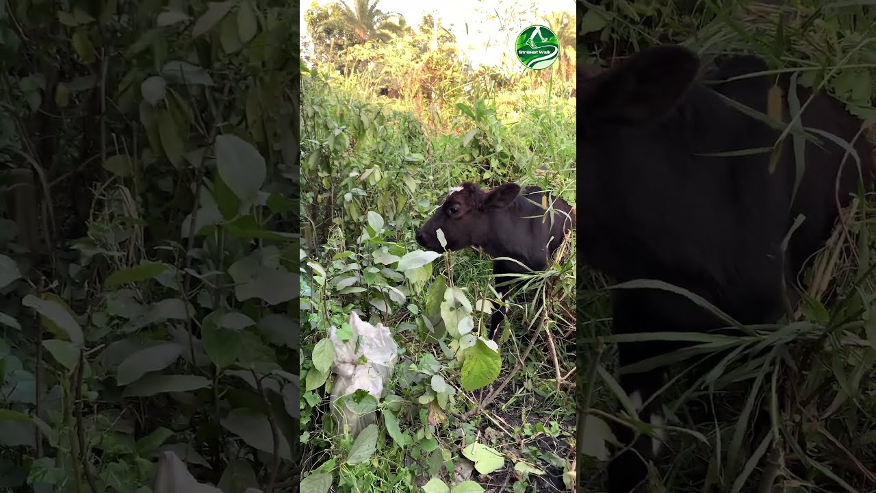 Expert Reveals Chinese Duck And Baby Cow Eating Grass Secrets 