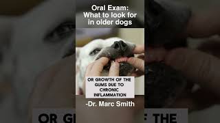 Common Dental Problems in Older Dogs with Marc Smith, DVM, MS