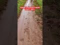 #rain #environment #nature #predator #nature