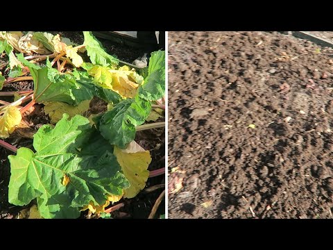 Wideo: Rhubarb Winter Care - Jak zimować nad rabarbarem