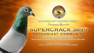 Merpati Pos Legendaris || Supercrack 3899 Mascot Modern Loft milik Mr Henry Gunawan