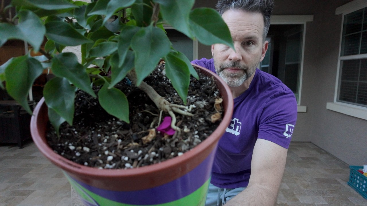 I Finally Knew What to Look For in a Bonsai. I Bought the Leaning One Anyway