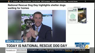 National Rescue Dog Day highlights shelter dogs waiting for homes