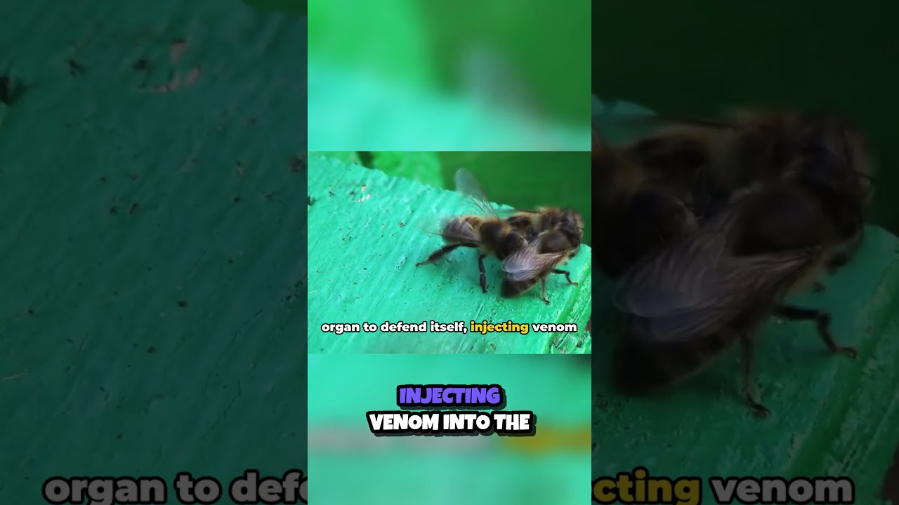 Modified Ovipositor of Bee's Sting